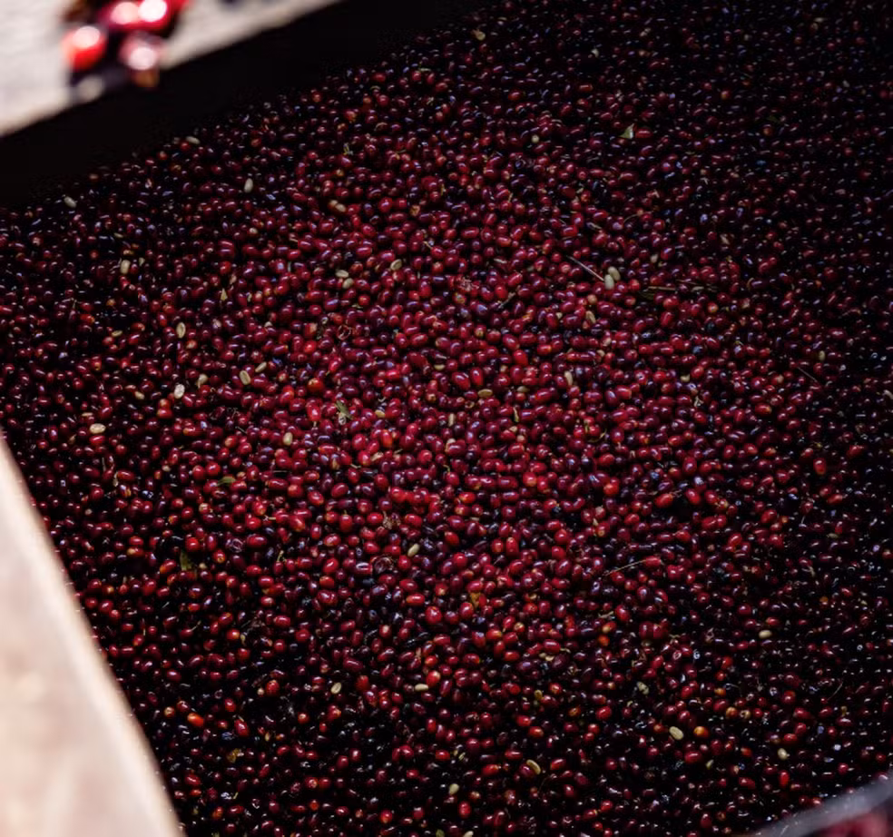 Café mais caro do mundo vendido por R$160 mil/kg